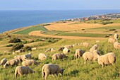 Frankreich, Pas de Calais, Escalles, Cap Blanc Nez (Grand Site of France und Teil des regionalen Naturparks der Kappen und Sümpfe von Opal), Schafe der Rasse Boulogne auf der Weide mit Sangatte im Hintergrund