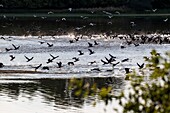 Frankreich, Loiret (45), Vallée de la Loire classée patrimoine mondial de l'UNESCO, Saint-Benoit-sur-Loire, colonie de cormorans sur le dernier fleuve sauvage d'Europe, von der UNESCO zum Weltnaturerbe erklärt, Saint-Benoit-sur-Loire, Kormorankolonie am letzten wilden Fluss in Europa