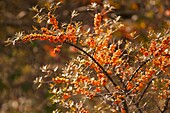 Frankreich, Somme, Baie de Somme, Le Hourdel, Sanddornzweig (Hippophae rhamnoides) mit Früchten im Herbst