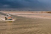 Frankreich, Somme, Baie de Somme, Le Hourdel, die Rückkehr der Fischer in den Hafen bei stürmischem Himmel, im Hintergrund die Bourg du Crotoy, auf der anderen Seite der Somme-Bucht