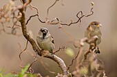 Frankreich, Somme, Crécy-en-Ponthieu, Haussperling (Passer domesticus)