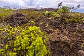 Ecuador, Galápagos archipelago, listed as World Heritage by UNESCO, Isabela Island (Albemarie), hike on the slopes of the crater of the Sierra Negra volcano (1490 m) towards the Chico volcano