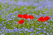 Frankreich, Somme, Baie de Somme, Saint-Valery-sur-Somme, Mohnblumen (Papaver rhoeas) in einem blühenden Flachsfeld