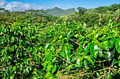 Mauritius, Bezirk Riviere Noire, Chamarel, Kaffeeplantagen