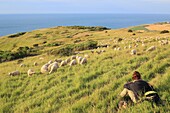 France, Pas de Calais, Escalles, Cap Blanc Nez (labeled Grand Site of France and part of the regional natural park of caps and marshes of Opal), sheep of Boulogne breed in the pastures with a shepherdess