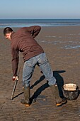 France, Somme, Authie Bay, Fort-Mahon, sand worms (arenicola, Arenicola marina) are harvested to serve as bait for fishermen; a worm pump is used for this ; once it has caught the worm, the fisherman presses it between the fingers to extract the casings, the worm can then be kept for a week