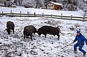 Switzerland, Valais, Herens valley, Evolene, Cow breeder Marius Pannatier brings out his fighting cows in front of his stable