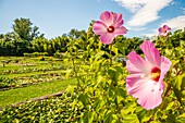 Frankreich, Lot et Garonne, Le Temple-sur-Lot, Latour-Marliac Seerosengarten, Stockrosen