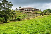 Mauritius, Savanne district, Grand Bois, Domaine de Bois Chéri, the largest tea producer in Mauritius, the restaurant surrounded by the tea plantations