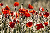 Frankreich, Somme, Baie de Somme, Saint-Valery-sur-Somme, Mohnblumen (Papaver rhoeas)