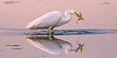 France, Somme, Somme Bay, Le Crotoy, Crotoy marsh, Great Egret fishing (Ardea alba)