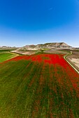 Spanien, Provinz Tolède, um Magàn, Mohnfeld (Papaver rhoeas), aus einer Drohne