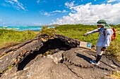 Ecuador, Galápagos archipelago, listed as World Heritage by UNESCO, Isabela Island (Albemarie), Wetland complex and Wall of Tears, hike on the volcanic coast towards a lava tunnel on the edge of the mangrove