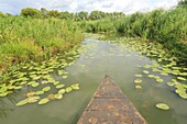 France, Pas de Calais, Saint Omer, marsh, boat trip in the Audomarois marsh (wetland classified Biosphere Reserve by UNESCO)