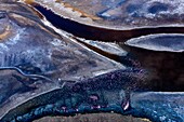 Kenia, Magadi-See, Rift Valley, Zwergflamingos (Phoeniconaias minor), bei Sonnenaufgang (Luftaufnahme)