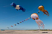 France, Somme, Baie de Somme, Cayeux-sur-mer, Festival of kites along the path of boards and beach huts