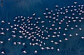 Kenia, Magadi-See, Rift Valley, Zwergflamingos (Phoeniconaias minor) (Luftaufnahme)