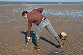 France, Somme, Authie Bay, Fort-Mahon, sand worms (arenicola, Arenicola marina) are harvested to serve as bait for fishermen; a worm pump is used for this ; once it has caught the worm, the fisherman presses it between the fingers to extract the casings, the worm can then be kept for a week