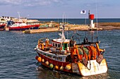 Frankreich, Finistere (29), Cornouaille, Le Guilvinec, erster Fischereihafen Frankreichs, die Rückkehr der Trawler in den Hafen, um den Fisch zu entladen und zu versteigern