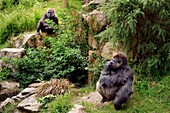 United Kingdom, Channel Islands, Jersey, Jersey Zoo, Durrell Wildlife Conservation Trust, Western lowland gorilla (Gorilla gorilla gorilla), silverback or mature male and a female in the background