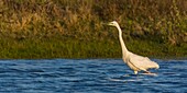 France, Somme, Somme Bay, Le Crotoy, Crotoy marsh, Great Egret fishing (Ardea alba)