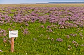 France, Somme, Baie de Somme, Baie de Somme Nature Reserve, Le Crotoy, Plages de la Maye, wild statices in bloom in early summer