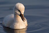 France, Somme, Somme Bay, Le Crotoy, Crotoy Marsh, juvenile mute Swan (Cygnus olor, Mute Swan)