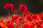 Frankreich, Somme, Baie de Somme, Saint-Valery-sur-Somme, Mohnblumen (Papaver rhoeas)