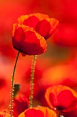 Frankreich, Somme, Baie de Somme, Saint-Valery-sur-Somme, Mohnblumen (Papaver rhoeas)