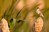 France, Somme, Baie de Somme, Le Crotoy, Crotoy marsh, Sedge Warbler (Acrocephalus schoenobaenus) in Baie de Somme perched on a reed in the reed bed