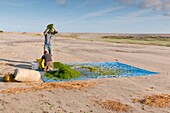 France, Somme, Baie de Somme, Le Hourdel, Fishermen winnowing the samphire harvest in Baie de Somme