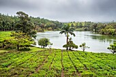 Mauritius, Savanne district, Grand Bois, Domaine de Bois Chéri, the largest tea producer in Mauritius, tea plantations around a crater lake