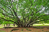 Mauritius, Savanne district, surroundings of Souillac, Domaine de Saint-Aubin