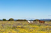 Spain, Estremadura, province of Badajoz, around the embalse of Cijara, horses in a flowery dehesa