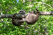 Vereinigte Staaten, Minnesota, Waschbär (Procyon lotor), in einem Baum, in Gefangenschaft