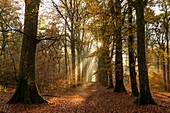 France, Somme, Crécy-en-Ponthieu, Crécy forest, Sunbeams in the foliage of trees in Crécy forest