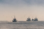 Frankreich, Somme, Baie de Somme, Le Hourdel, Die Trawler verlassen den Hafen und tauchen aus dem Nebel auf