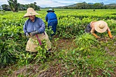 Mauritius, Savanne district, Grand Bois, Domaine de Bois Chéri, the largest tea producer in Mauritius, women working in the tea plantations