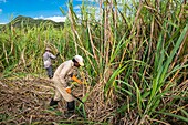 Mauritius, Pamplemousses district, sugar cane harvest