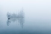 France, Somme, Somme Valley, Longpré-les-Corps-Saints, The marshes of the Somme in the fog, the thick mist transforms the trees into ghostly silhouettes