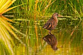 France, Somme, Somme Bay, Le Crotoy, Crotoy marsh, Water Rail (Rallus aquaticus)