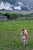 United Kingdom, Channel Islands, Jersey, Saint Ouen, St Ouen's Bay, jersey cattle