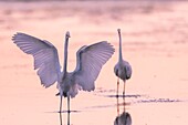 Frankreich,Somme,Somme-Bucht,Le Crotoy,Crotoy-Sumpf,Fischerei auf Silberreiher (Ardea alba)