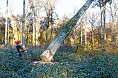 France, Allier, lumberjack working in oaks forest of Moladiers towards Moulins, Quercus petraea, Bourbonnais