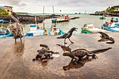 Ecuador,Galápagos-Archipel,von der UNESCO als Welterbe eingestuft,Insel Santa Cruz,Puerto Ayora,Fischmarkt,Meeresleguane,Graureiher und Möwen streiten sich um die Überreste