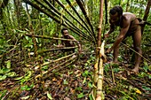 Indonesia, West Papua, Mabul, Korowai expedition, making of a wild pig trap