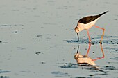 France, Somme, Somme Bay, Le Crotoy, Le Crotoy Marsh, Black-winged Stilt(Himantopus himantopus)