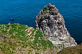 France, Ille et Vilaine, Cote d'Emeraude (Emerald Coast), Plevenon, the Cap Frehel, Fauconniere sandstone rock where thousands of birds live together