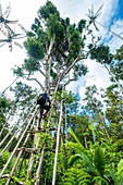 Indonesien,West Papua,Mabul,Korowai-Expedition