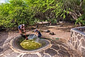 Ecuador,Galapagos-Archipel,von der UNESCO als Weltnaturerbe eingestuft,Insel Isabela (Albemarie),Arnaldo Tupiza-Chamaidan-Zuchtstation für Riesenschildkröten der Galapagos-Inseln